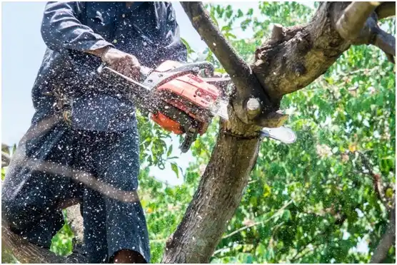 tree services Baxter